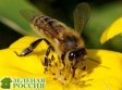Ученые из Института биологии РАН нашли новый вид медоносной пчелы в России
