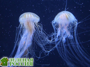 Медузы, не имея центрального мозга, оказались способными учиться на основе прошлого опыта
