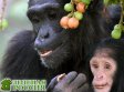 Самки диких шимпанзе переживают менопаузу