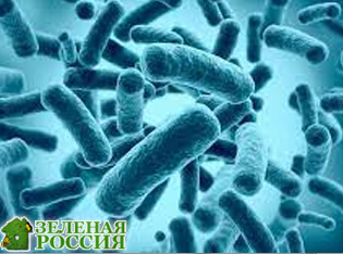   Bifidobacterium infantis   -   