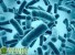   Bifidobacterium infantis   -   ...