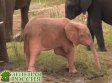В африке сняли на видео розового слоненка