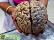Как и зачем мозг делит восприятие между полушариями: новые данные от нейробиологов MIT Как и зачем мозг делит восприятие между полушариями: новые данные от нейробиологов MIT