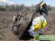 Бумажные птицы против самолетов: в национальном парке США расставили фальшивых глухарей ради спасения живых Бумажные птицы против самолетов: в национальном парке США расставили фальшивых глухарей ради спасения живых