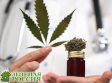 Употребление каннабиса среди пожилых американцев достигло рекордного уровня Употребление каннабиса среди пожилых американцев достигло рекордного уровня