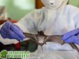 Ученые предупреждают: вирус летучих мышей всего в одной мутации от заражения человека Ученые предупреждают: вирус летучих мышей всего в одной мутации от заражения человека