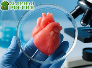 Мини-сердце размером с чечевицу: ученые создали органоид, который воспроизводит фибрилляцию предсердий Мини-сердце размером с чечевицу: ученые создали органоид, который воспроизводит фибрилляцию предсердий