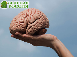 Социальная изоляция ускоряет старение мозга: учёные нашли прямую связь Социальная изоляция ускоряет старение мозга: учёные нашли прямую связь