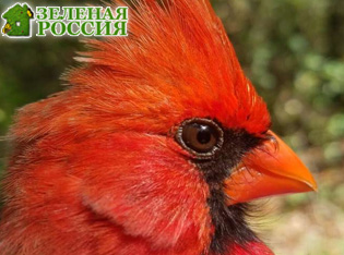 �������� ������ ���������