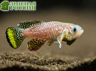 �������������� ���� ������� ������ �������� ����� �������� ����������