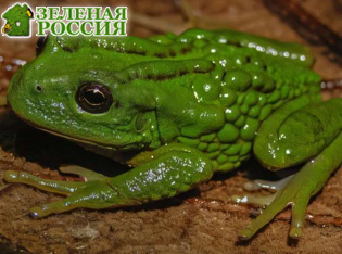 � ���� ��������� ����� ��� ����������� �������� �������, ������������ ��������� �� �����