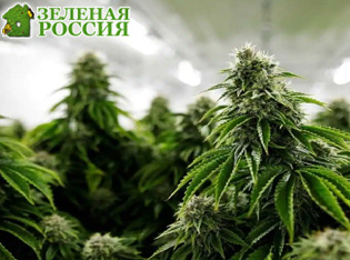 �������� ����� ������ �� ��������� �������, ��� ��������� ����� � ����� ������ ������������