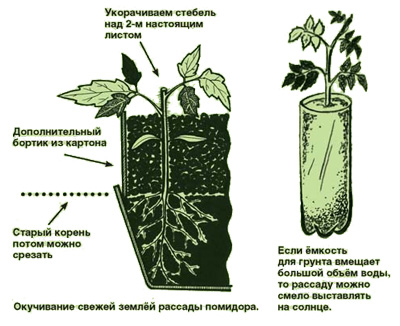 Солнце для рассады