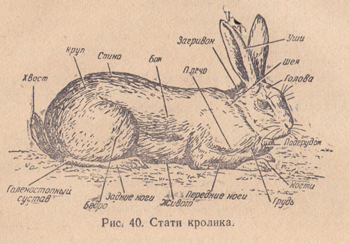 Методы оценки конституции кроликов