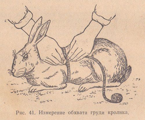 Методы оценки конституции кроликов