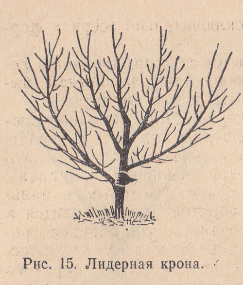     ( 2)