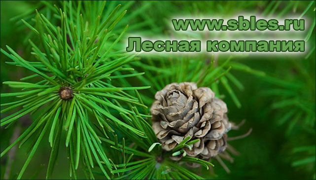 Лиственница Лиственница