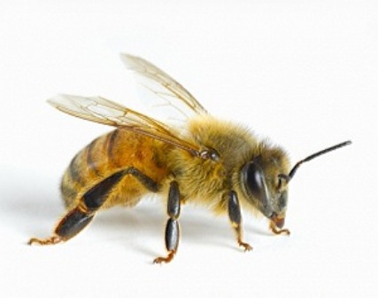 Число пчел в мире уменьшается