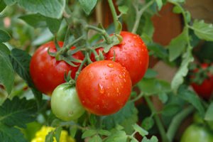 Особенности выращивания помидоров в открытом грунте