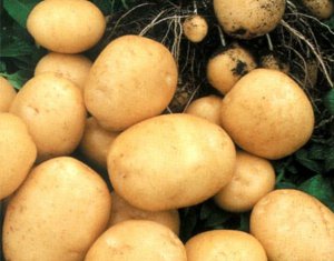 Как правильно проводить полив картофеля?