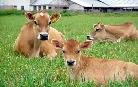 Содержание коров на дачном участке