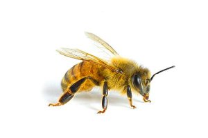 Пчеловодство на даче