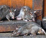 Борьба с крысами в квартирах