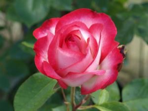 Розарии и цветники из роз