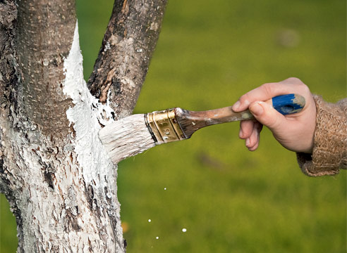 Как правильно побелить деревья в саду