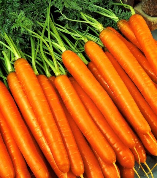 Морковь под зиму: лучшие сорта 
