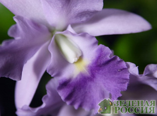 Выращиваем глоксинии и орхидею фаленопсис на даче