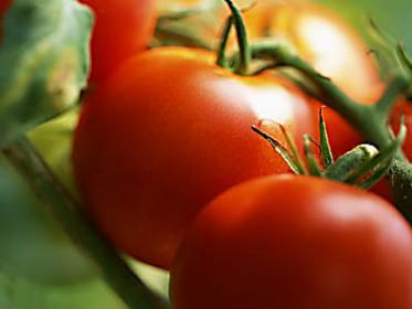 Устойчивые к фитофторе помидоры