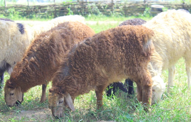 Эдильбаевская порода овец
