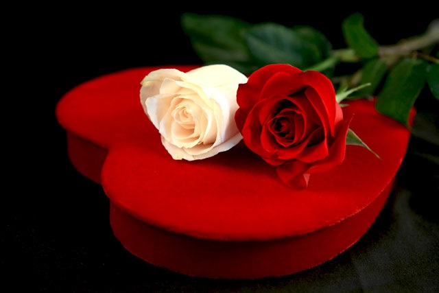 Красивые розы всегда были идеальным подарком 