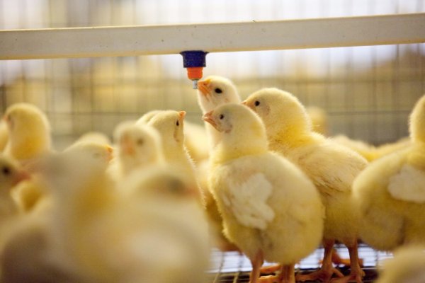 Правила ухода за цыплятами и соблюдение температурного режима